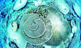 海底两万里章节概括